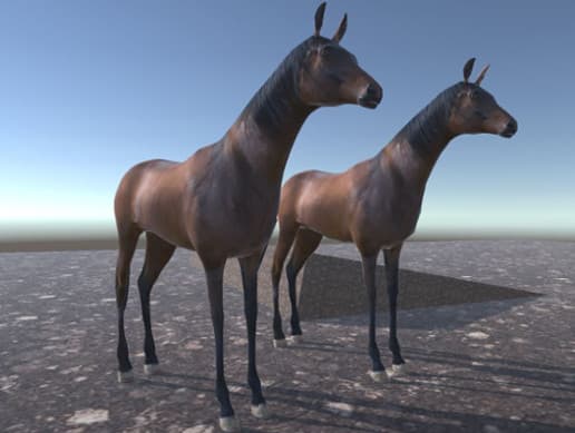 Young Horse