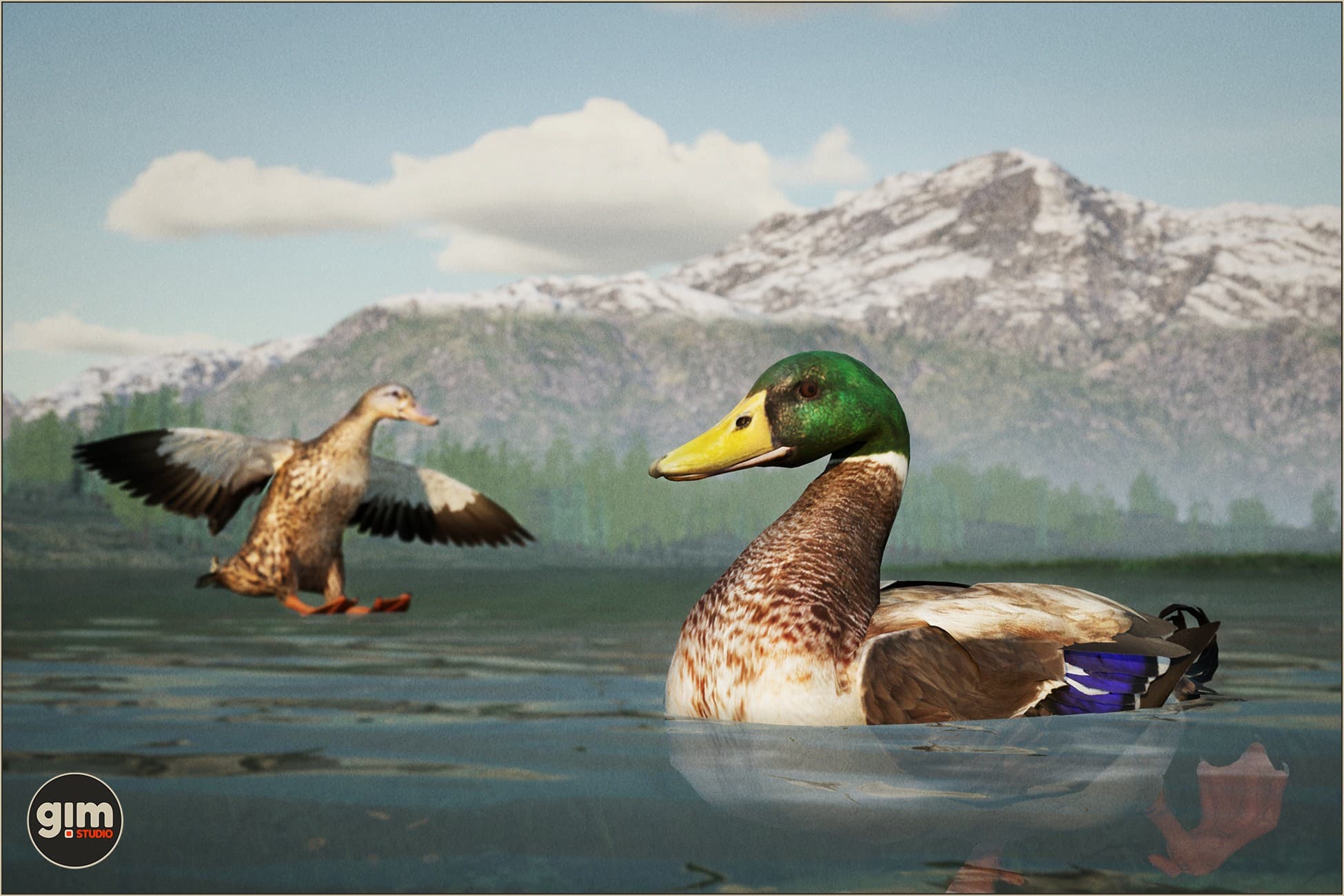 Animalia - Mallard