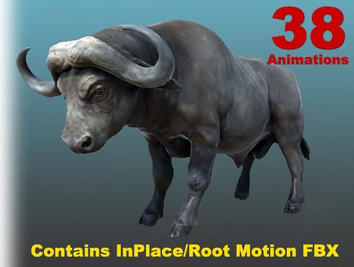 African Animal - African Buffalos (Full)