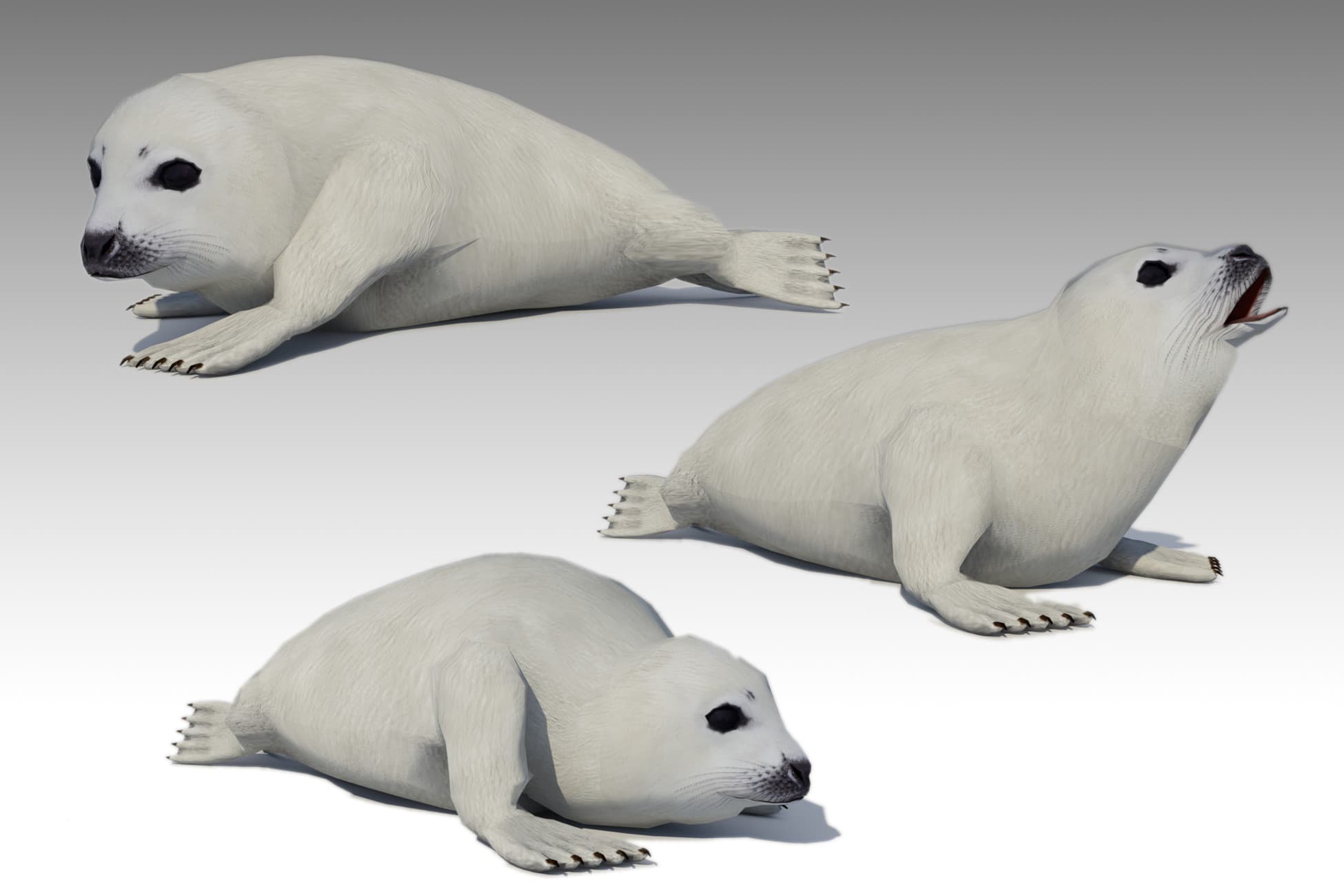 Seal cub