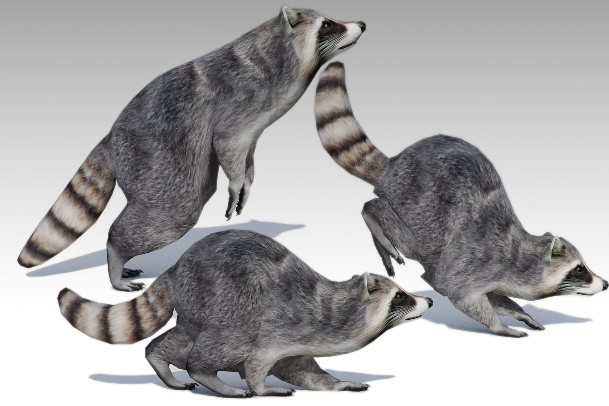 Raccoon Animated