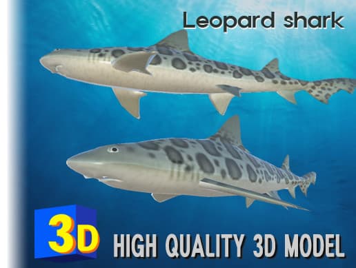 3D Leopard shark