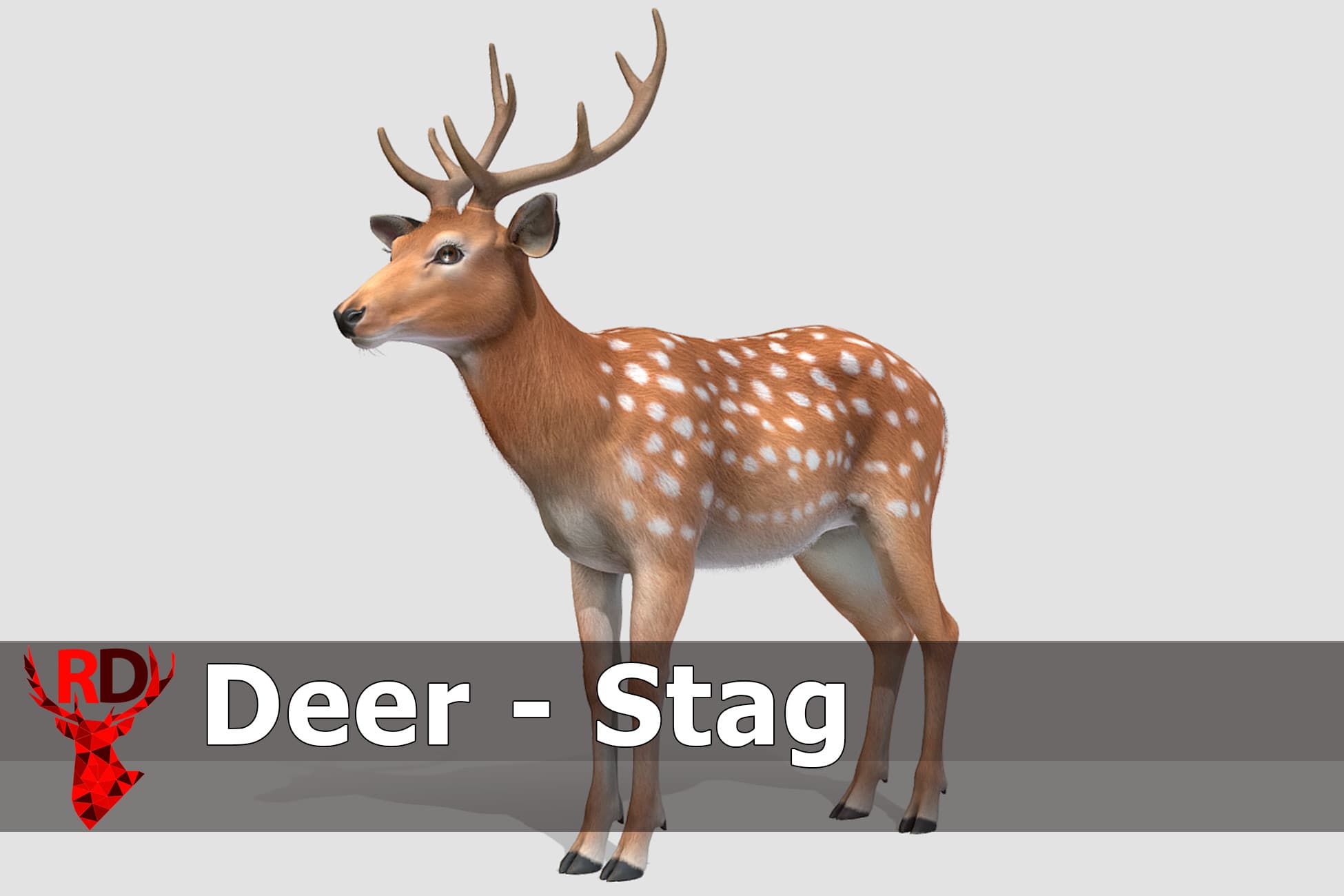Deer - Stag
