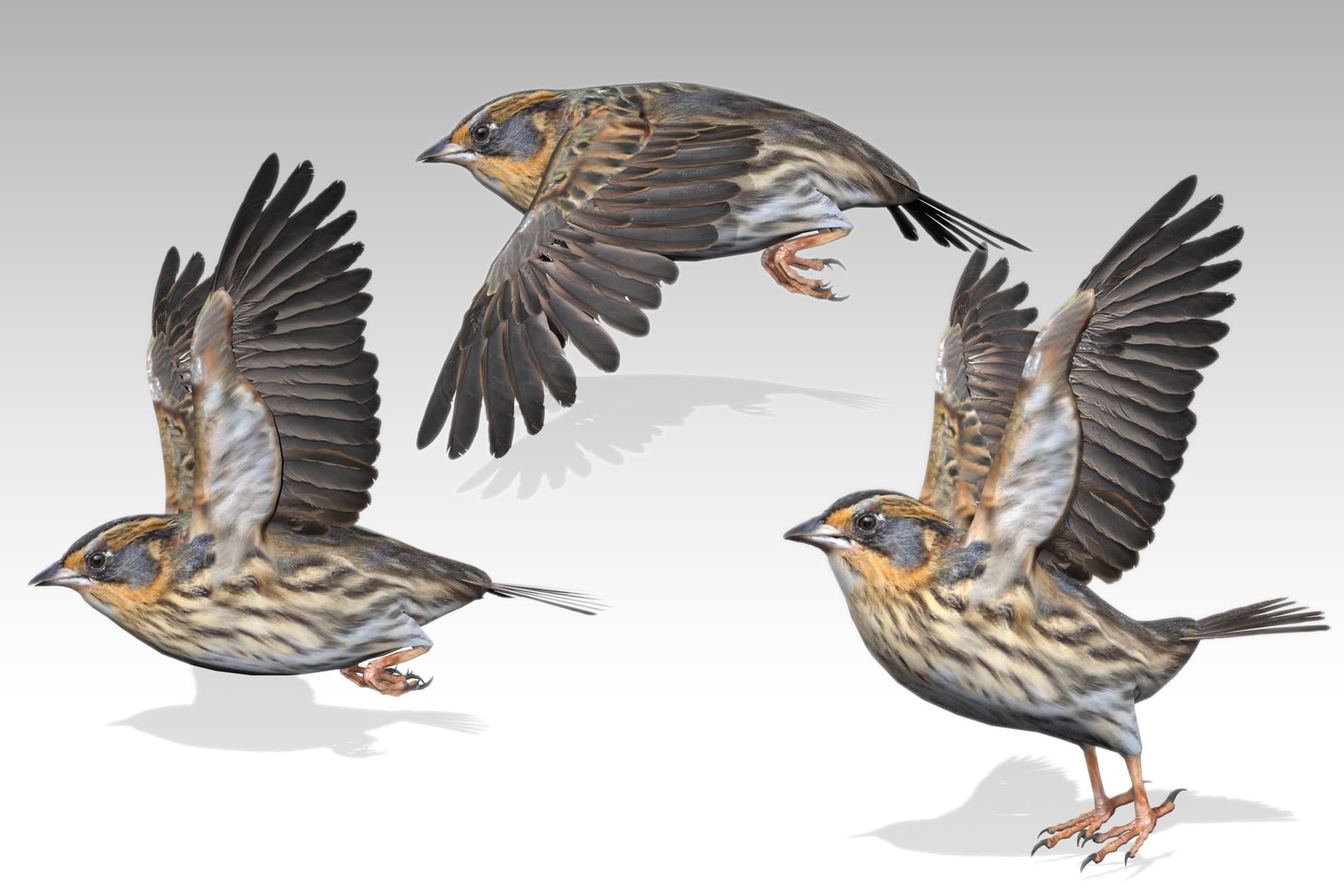 Saltmarsh Sparrow