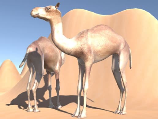 Camel(Dromedary, Bactrian camel)