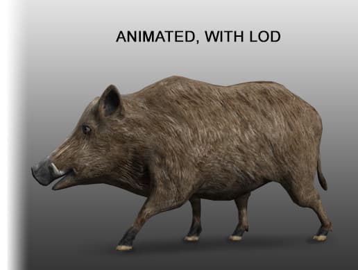 Boar