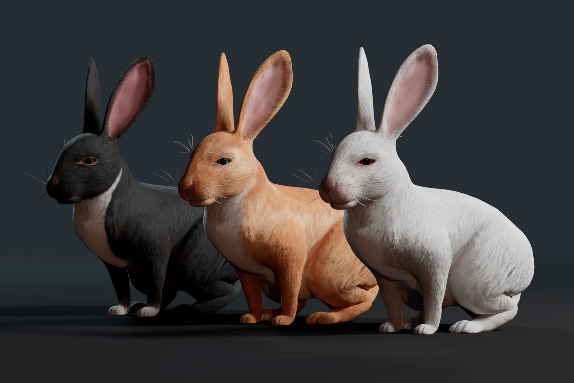 Animated Realistic Rabbit