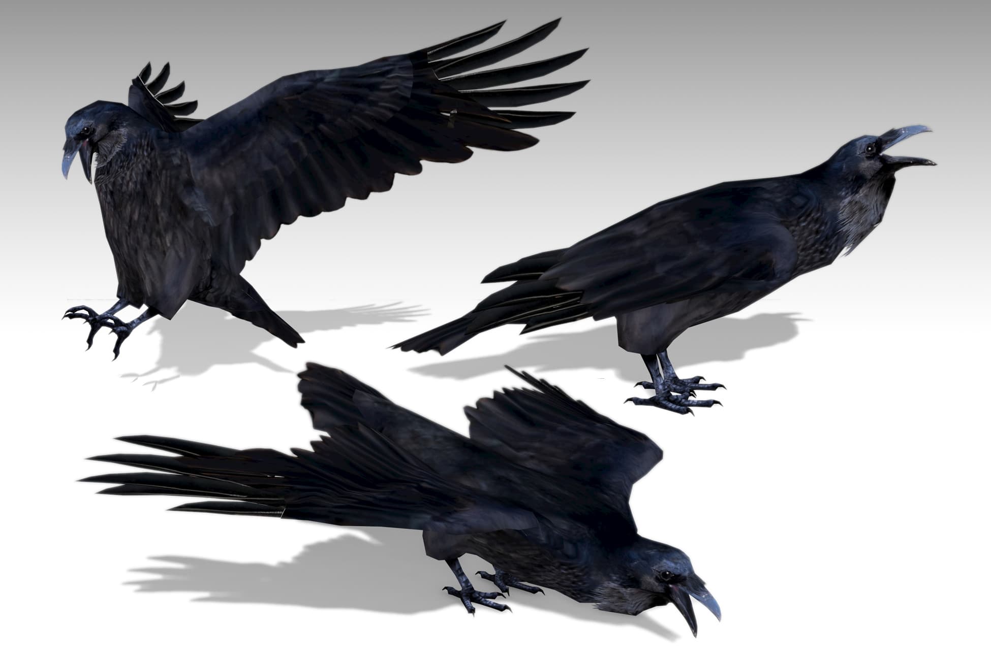 Raven Animated