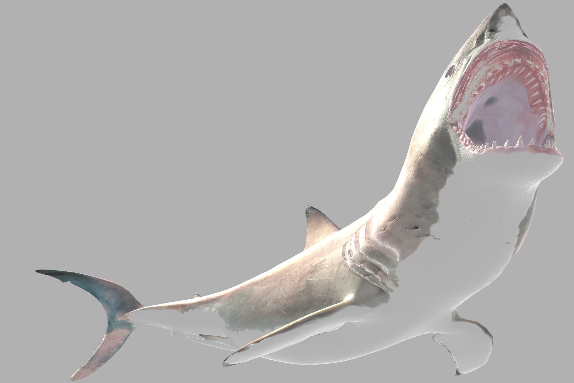 Shark(Carcharodon carcharias)
