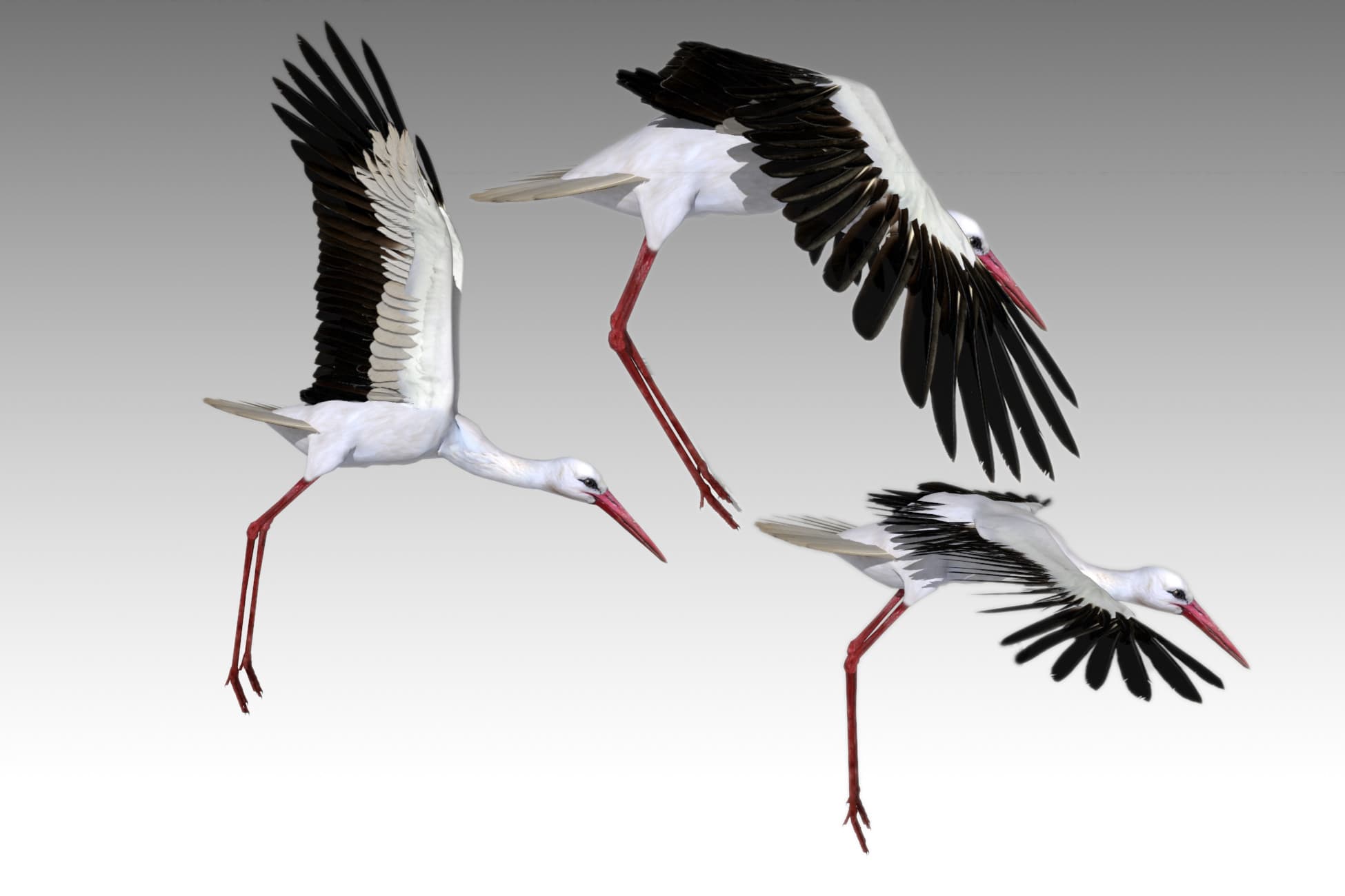 White stork