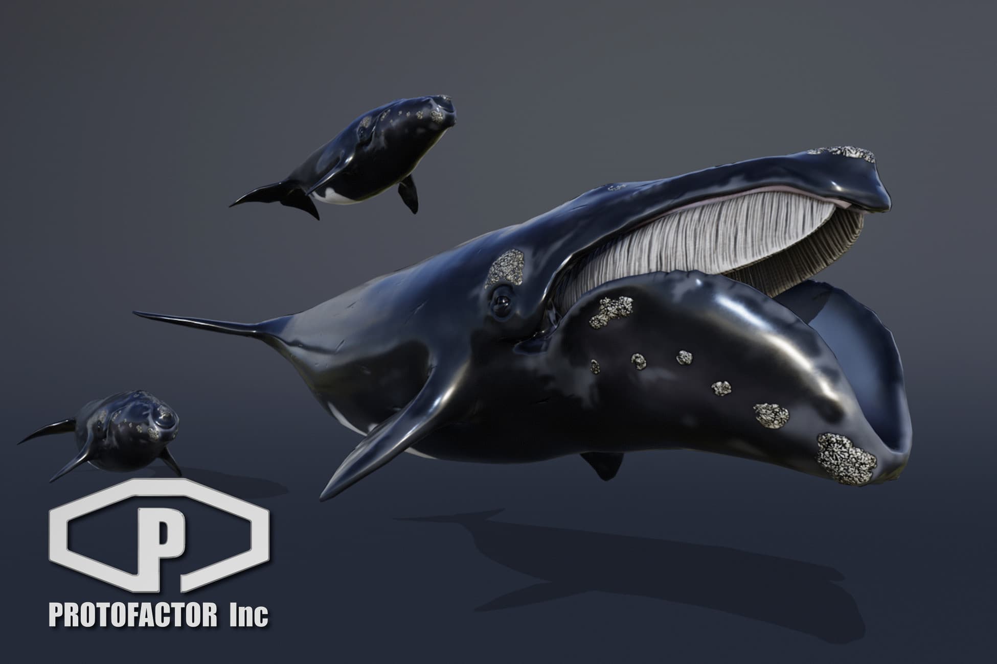 OCEAN LIFE: RIGHT WHALE