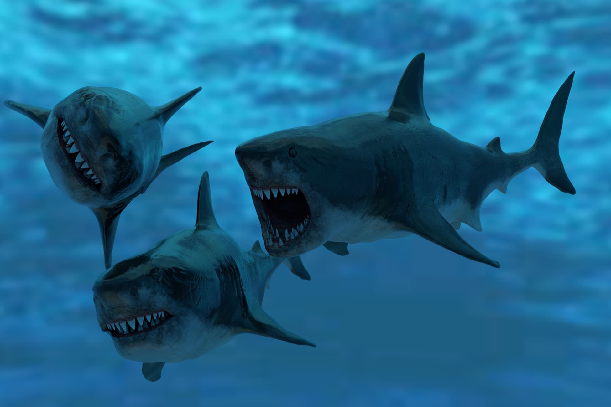 Great White Shark Model-rig-Animations