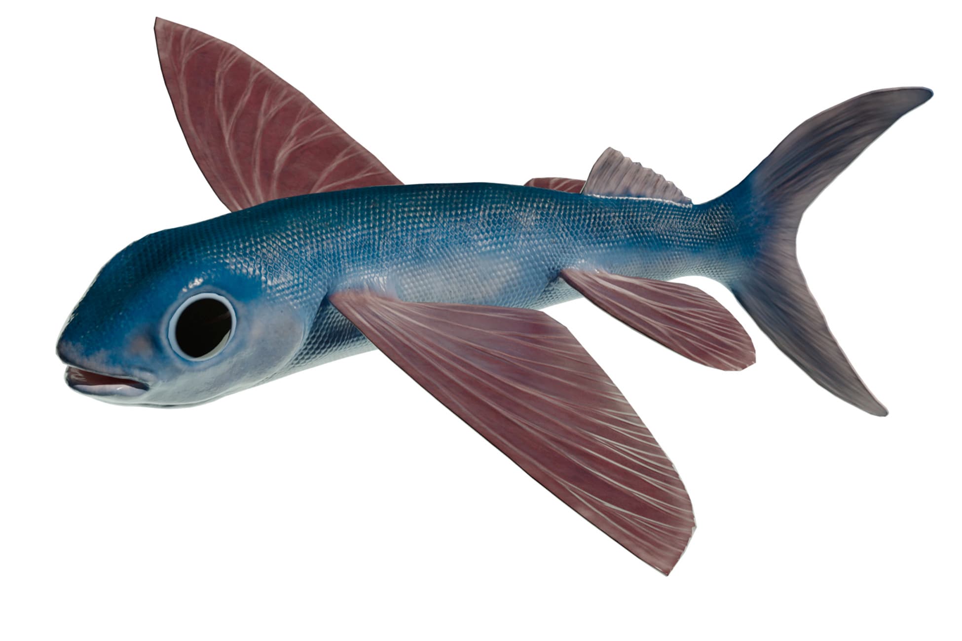 Flying Fish