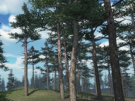 Scots Pine Trees Package
