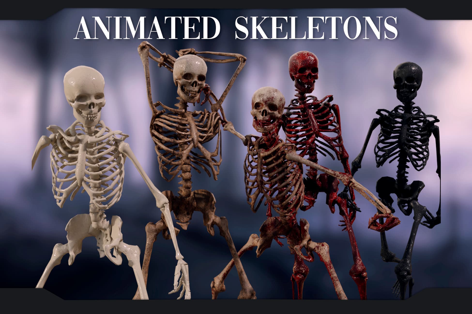 Male Human Skeleton
