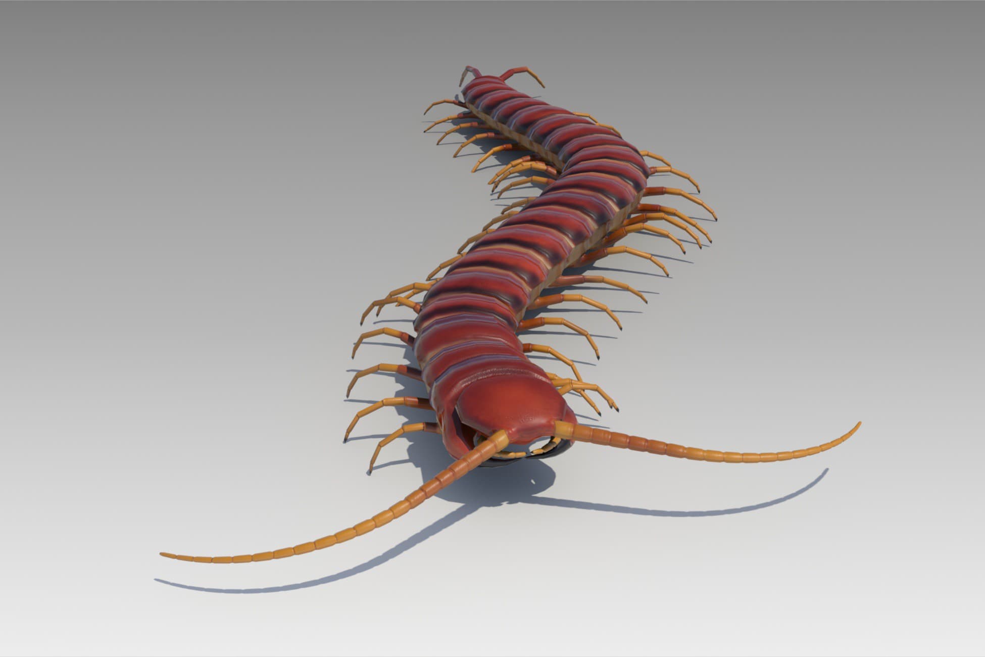 Centipede