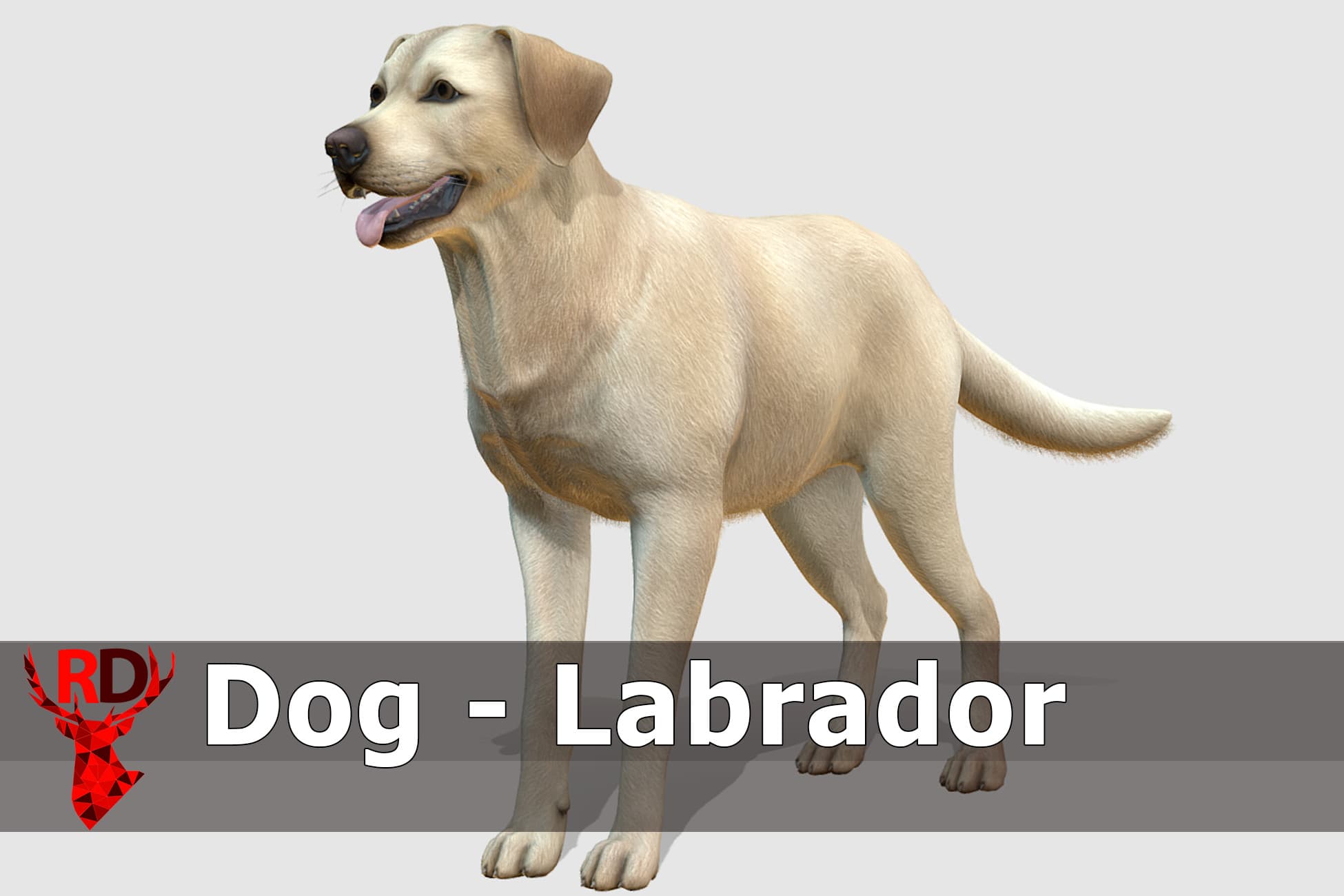 Dog - Labrador