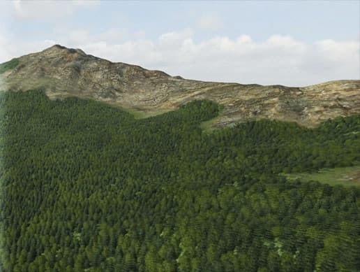 Texture Forest
