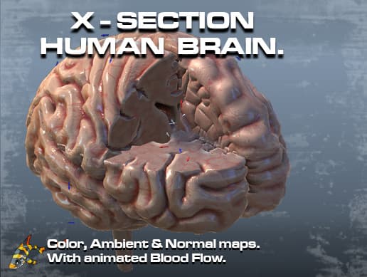 Cross Section Human Brain Lobes