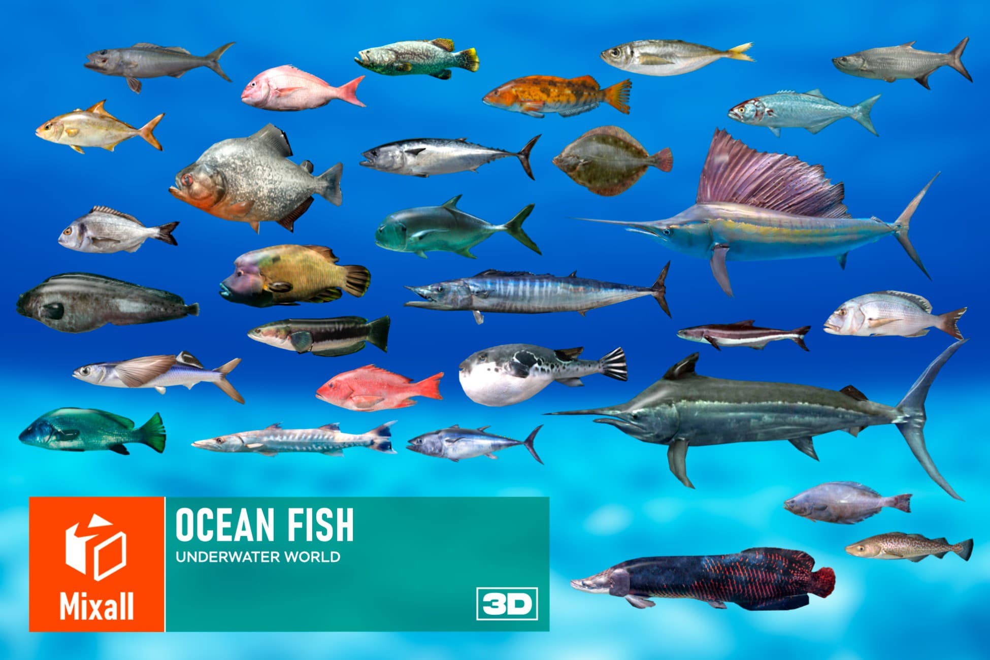 Ocean fish - underwater world