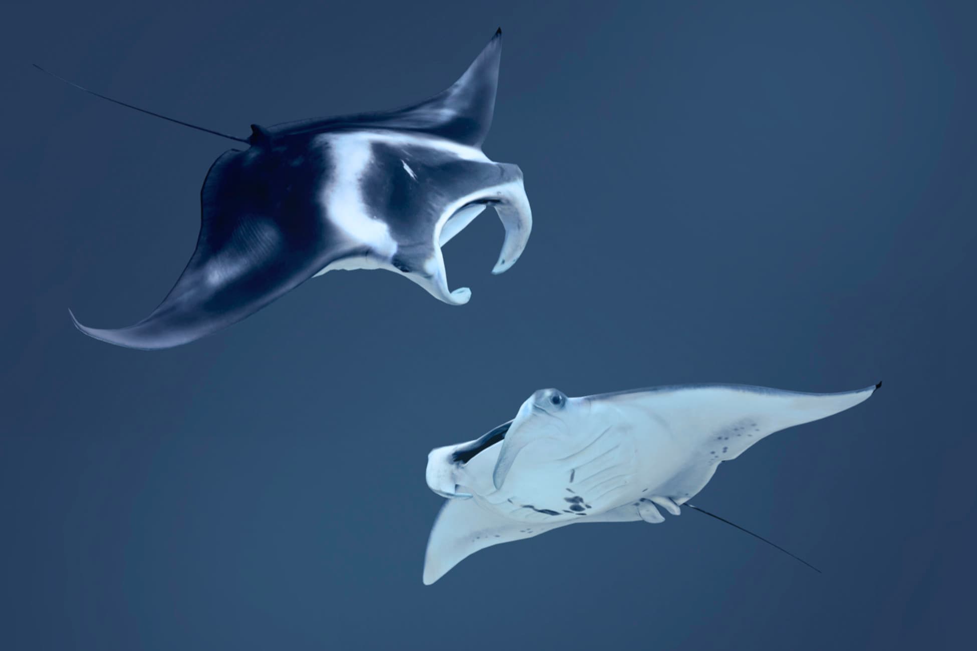 Giant Manta Ray