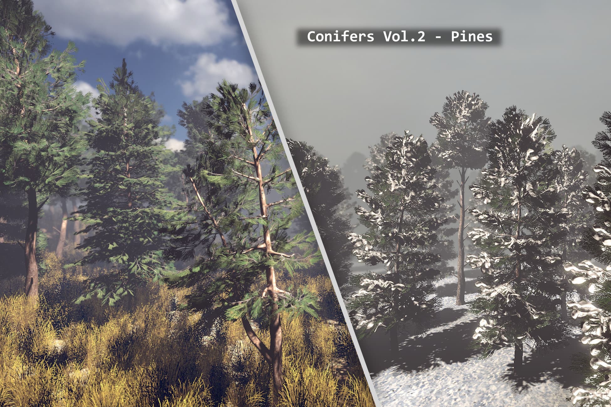 Conifers Vol.2 - Pines